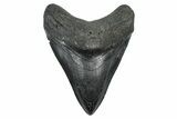 Bargain, Fossil Megalodon Tooth - South Carolina #371770-1